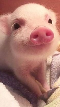 Cute:Pamwaummhqs= Pig