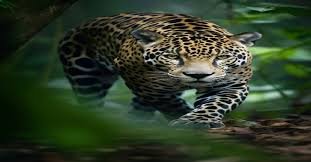 Cat:Cn2xawwkggq= Jaguar