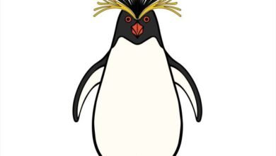 Clipart:Eq5wrhpcrpk= Penguin