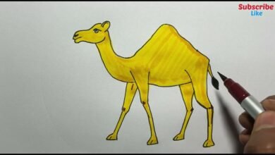 Drawing:Xp5pmetygu8= Camel