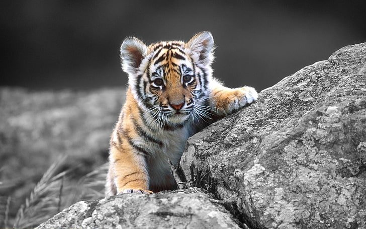 Cub:Hrydcrqx7am= Tiger