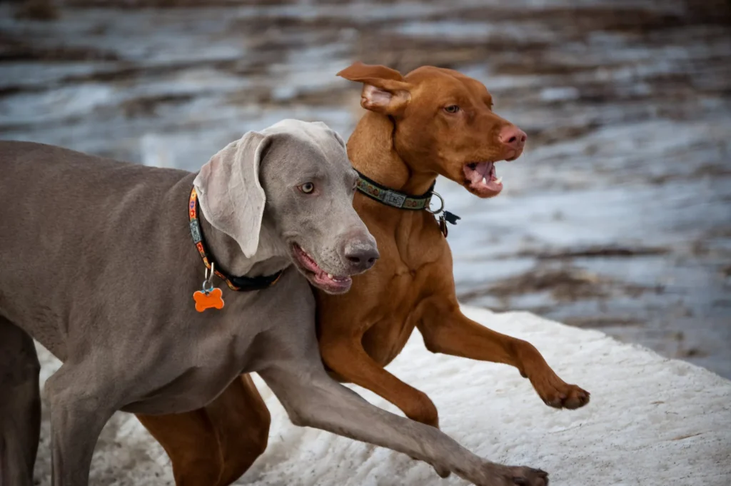 Vizsla:Xqobjz0abj0= Weimaraner