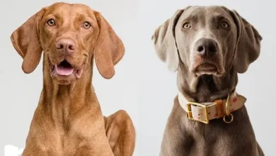 Vizsla:Xqobjz0abj0= Weimaraner