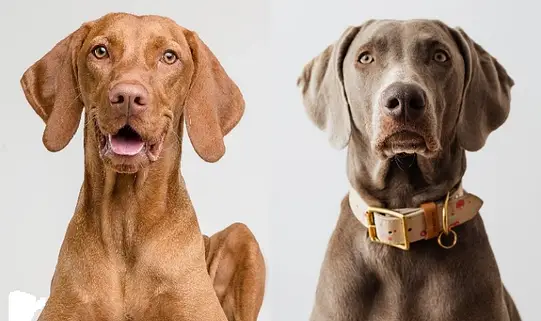 Vizsla:Xqobjz0abj0= Weimaraner