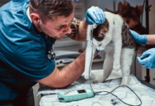 Explore Essential Veterinary Services for Your Pet